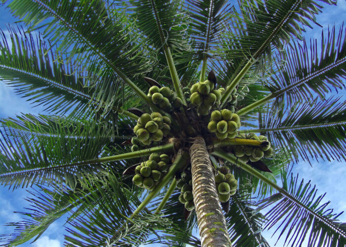 palm-tree-3868504_1920